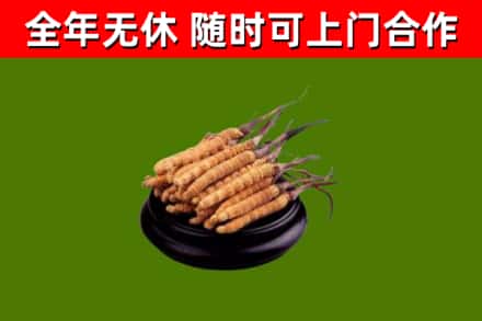 饶河烟酒回收冬虫夏草.jpg